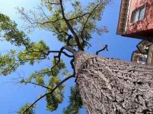 My Old Tree by Keri Douglas