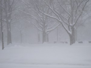 Standing Tall Photo by Keri Douglas (copyright protected)