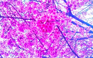 Hyper Pink Cherry Blossoms in DC Photo by Keri Douglas