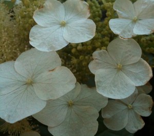 Garden gems