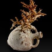 Amphora with coral. Lent by Soprintendenza per I Beni culturali e ambientali del Mare, Palermo to Univeristy of Oxford