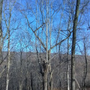 Tree on Renewal Ridge by Robert E.&nbsp;Thomason
