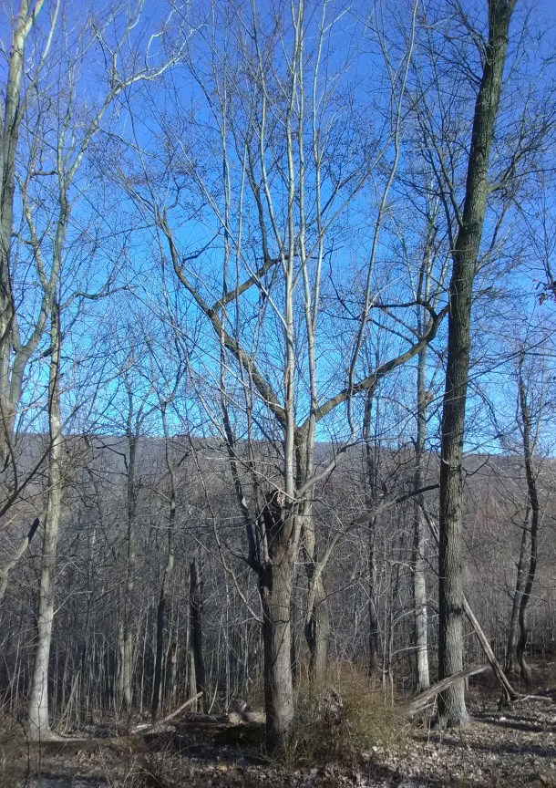 Tree on Renewal Ridge by Robert E. Thomason (Copyright protected. (2018) All rights reserved.)